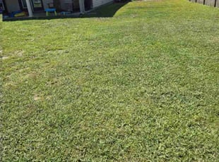 Ben K.'s grass cutting service result