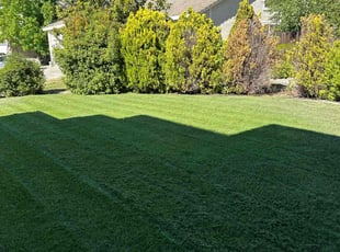 Shani J.'s lawn care service result