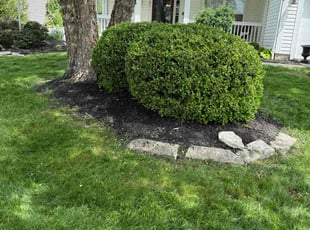 Jennifer A.'s Bush Trimming service result