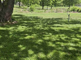 Veronica R.'s turf care service result