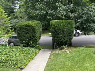 Thomas R.'s Bush Trimming service result