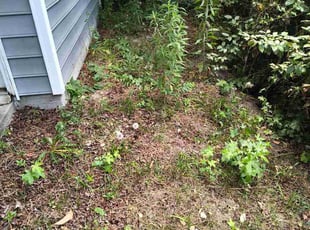 Cleveland M.'s Long Grass Cleanup service result