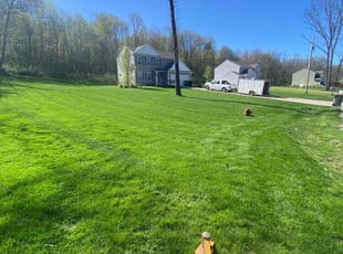Lester F.'s grass cutting service result