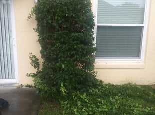 Adam S.'s Bush Trimming service result