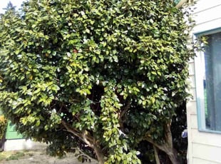 Karen A.'s Bush Trimming service result