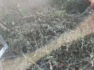 Darlena L.'s lawn maintenance service result