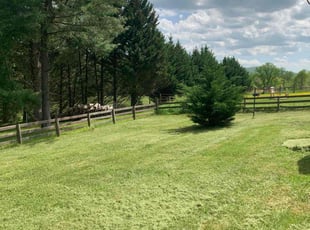 Danette P.'s lawn maintenance service result