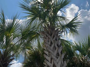 Oscar A.'s Tree Care service result