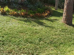 Annmarie S.'s landscape maintenance service result
