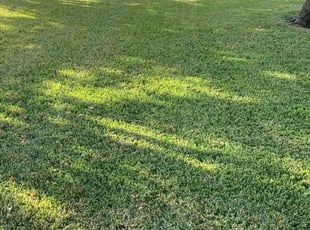 Santhosh R.'s lawn service service result