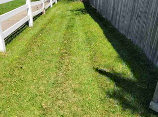 Candice K.'s turf care service result