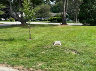 Brenda B.'s grass maintenance service result