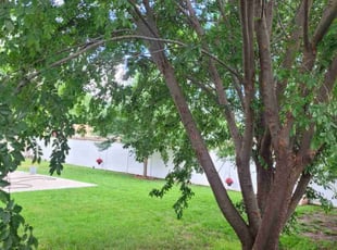 Donna E.'s turf care service result