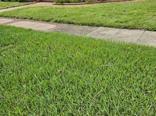 Nicole L.'s Leaf Removal service result