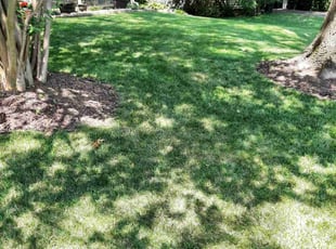 Mary W.'s lawn care service result