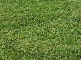 Amie H.'s lawn maintenance service result
