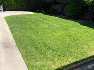 Araceli C.'s lawn maintenance service result