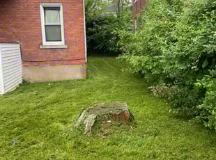 Silvia D.'s turf maintenance service result