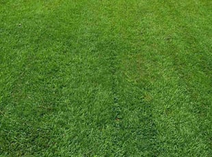 Wendell B.'s yard service service result