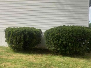 Chris N.'s lawn maintenance service result