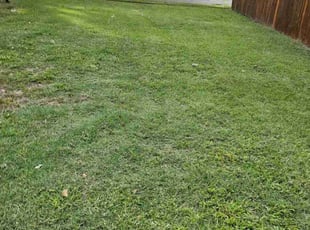 Shyceka A.'s turf maintenance service result