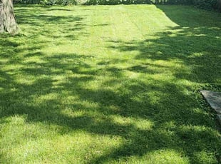 Amber M.'s lawn care services service result