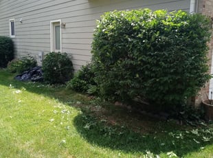 Robert J.'s Bush Trimming service result
