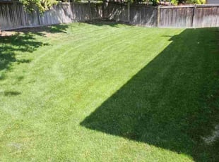 Madie T.'s lawn care service result