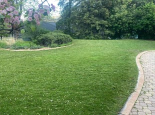 Terrance D.'s turf care service result