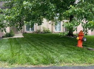 Elaine J.'s turf maintenance service result