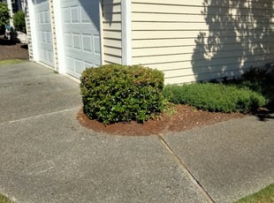 Steve J.'s Bush Trimming service result