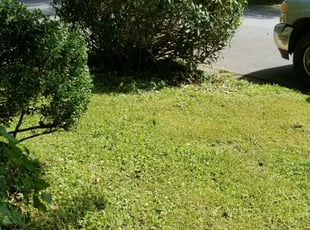 Honesty A.'s Bush Trimming service result