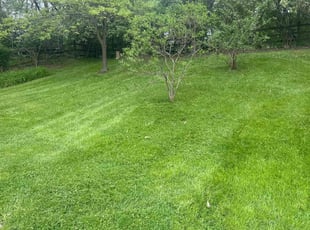 Kevin T.'s grass cutting service result