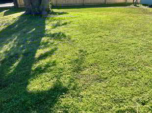 Rebecca M.'s turf maintenance service result