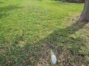 Flordelino B.'s grass cutting service result