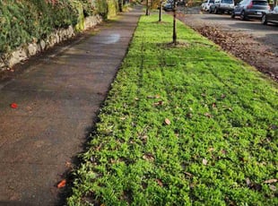 Kay R.'s lawn care service result