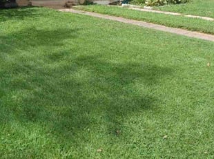 Chris D.'s grass maintenance service result