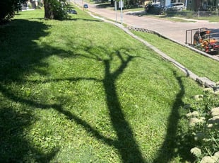 Doug S.'s lawn maintenance service result