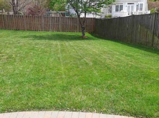 Rebecca B.'s turf care service result