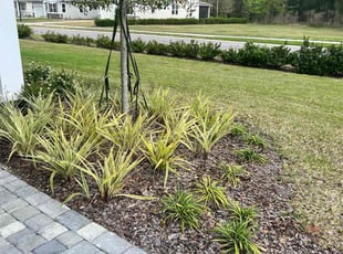 Debra D.'s Flower Bed Weeding service result
