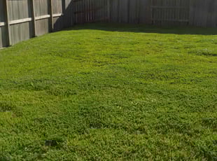 Kenneth M.'s lawn care service result