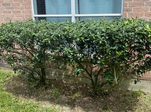 Melvin W.'s Bush Trimming service result