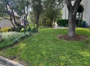 Lisa R.'s turf care service result