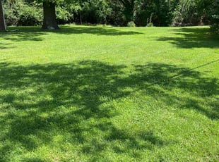 Hannah Y.'s lawn maintenance service result