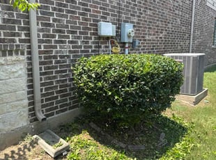 Daniel C.'s Bush Trimming service result