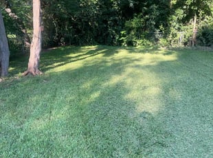 Terry W.'s lawn care service result
