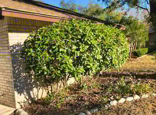 Latoya C.'s Bush Trimming service result