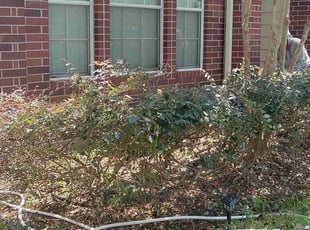 William G.'s Bush Trimming service result