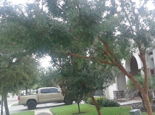Charlotte T.'s Bush Trimming service result