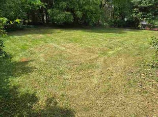 Susan M.'s turf care service result